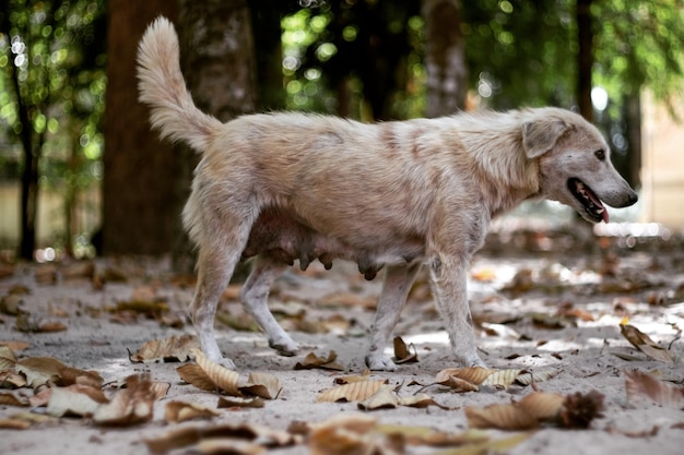 Sicht auf einen Hund