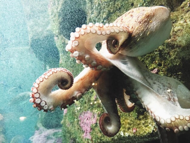 Foto sicht auf einen oktopus unter wasser