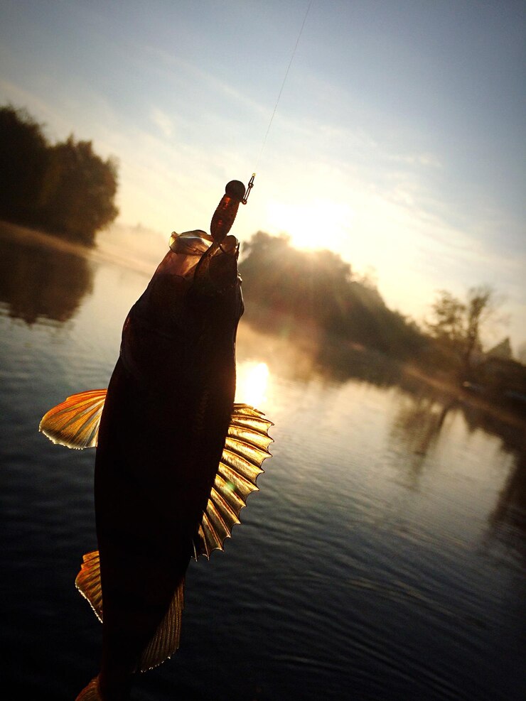 Foto sicht auf fische auf einem haken
