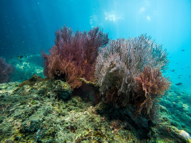 Foto sicht auf fische, die unter wasser schwimmen