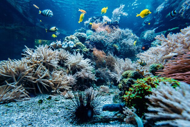 Foto sicht auf fische im meer