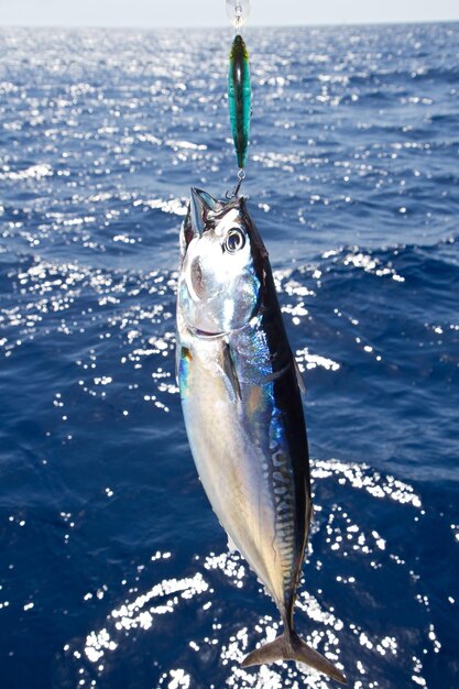 Sicht auf Fische im Meer