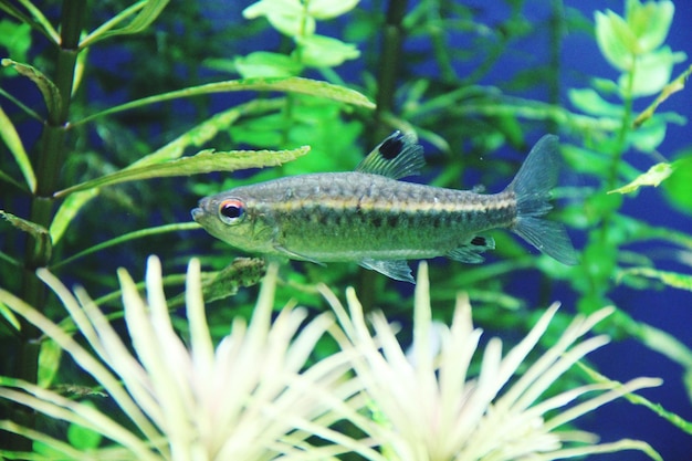 Foto sicht auf fische unter wasser