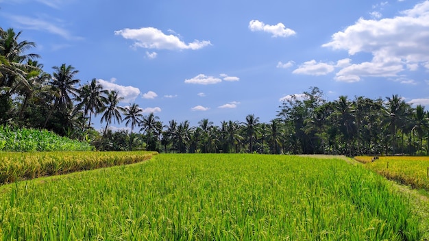 Sicht auf grüne Reisfelder in Indonesien