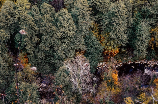 Sicht auf Herbstbäume im Wald im Winter
