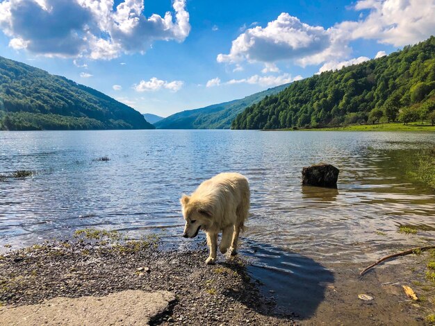 Foto sicht auf schafe am see