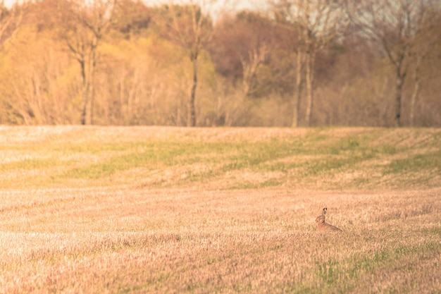 Sicht auf Schafe auf dem Feld