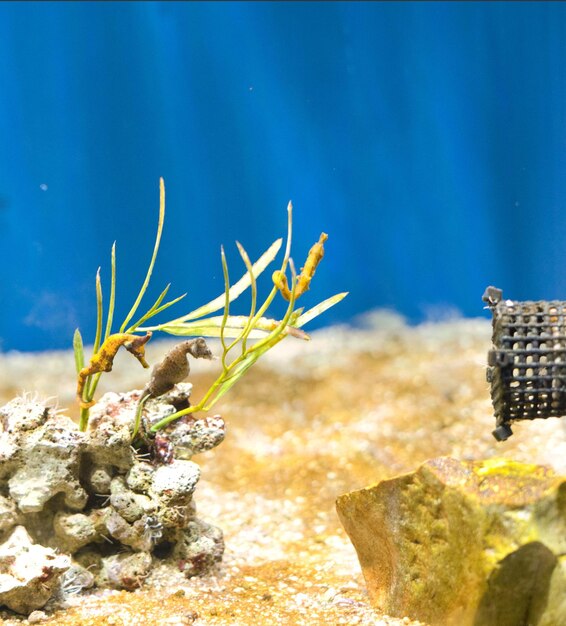 Foto sicht auf tote fische im meer