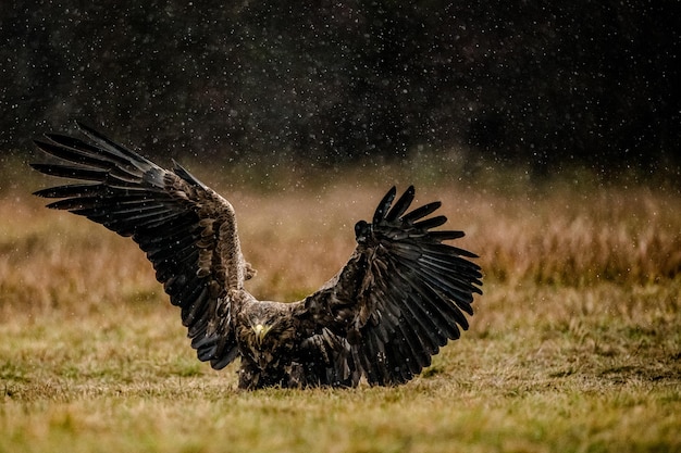 Foto sicht auf vögel an land