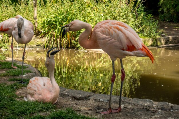 Sicht auf Vögel auf dem Feld