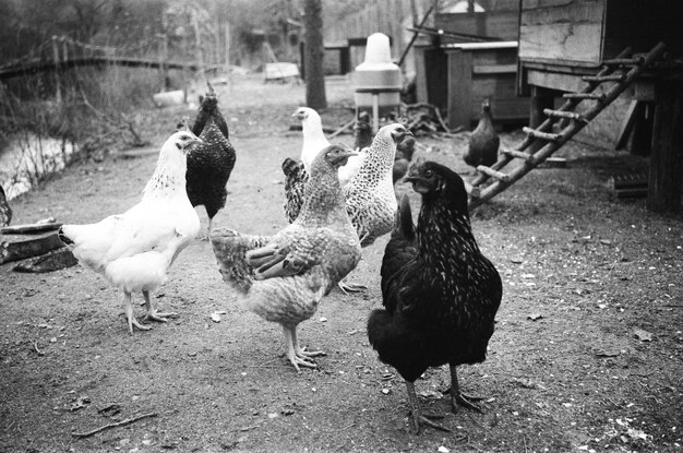 Foto sicht auf vögel auf dem feld