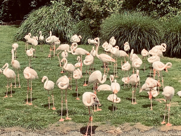 Foto sicht auf vögel auf dem feld