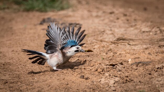 Foto sicht auf vögel auf dem feld