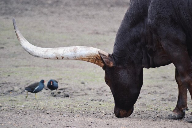 Foto sicht auf vögel auf dem feld