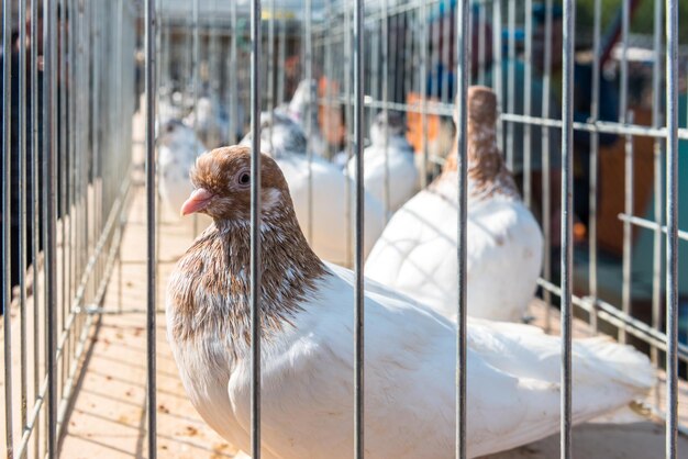 Foto sicht auf vögel im käfig