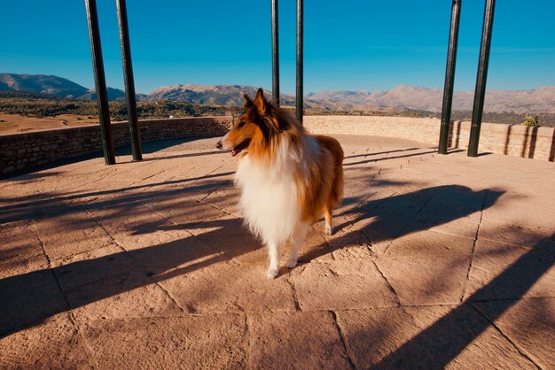 Foto sicht eines hundes auf die landschaft