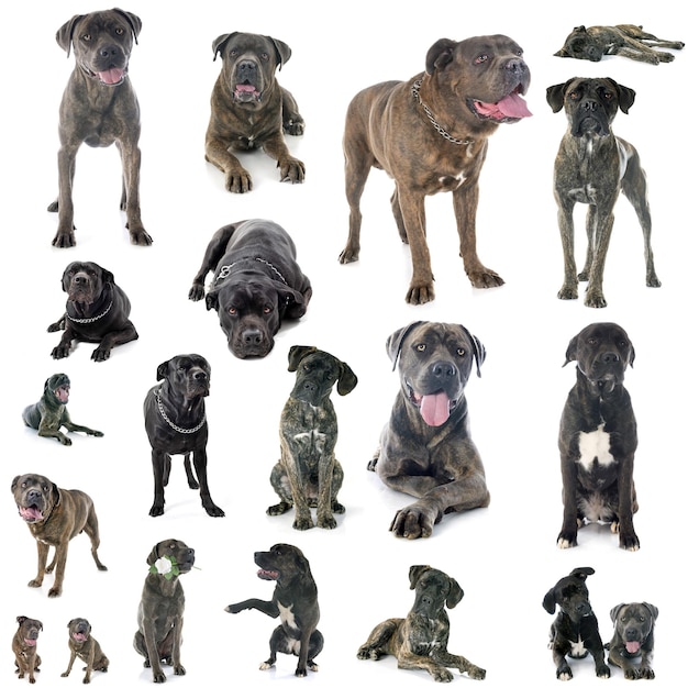 Sicht von Hunden auf weißem Hintergrund