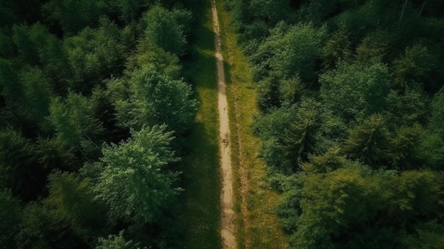 Sicht von oben auf einen grünen, üppigen Wald mit einer Asphaltstraße in der Mitte