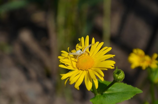 Sidin de aranha branca em flor amarela