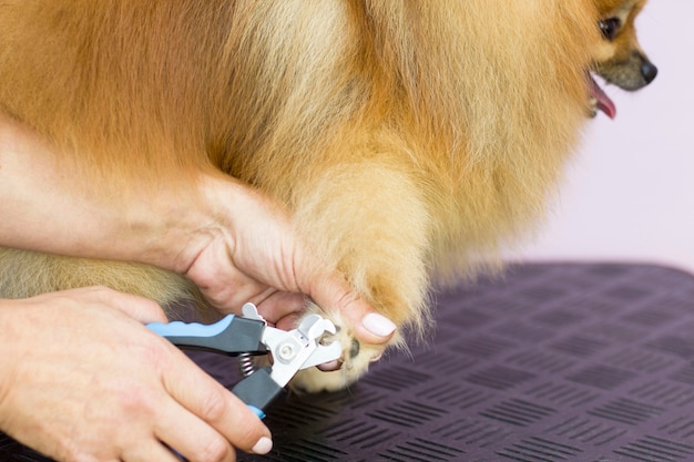 Sie trimmen die Krallen des Hundes. die Hände der Frau wurden mit Klauen und Scheren abgeschnitten. Pommern