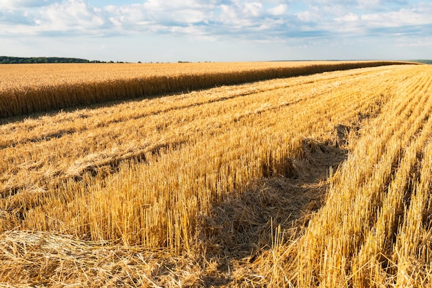 Siega del campo de trigo