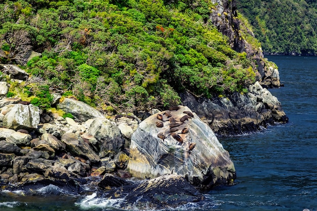 Siegel, die auf den Felsen in Milford Sound, Neuseeland ruhen