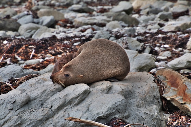 Siegel in Kaikoura, Neuseeland