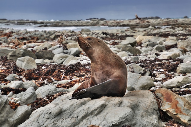 Siegel in Kaikoura, Neuseeland