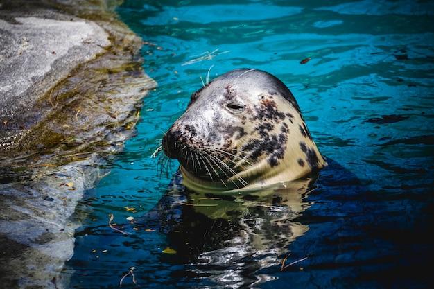 Siegel ruht in der Sonne im Wasser