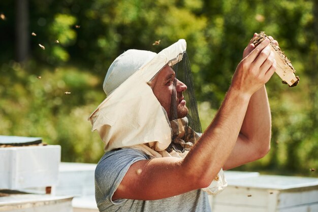 Sieht den Honig an. Der Imker arbeitet an sonnigen Tagen mit Waben voller Bienen im Freien.