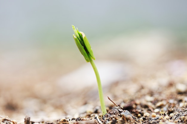 Foto siembra de árboles growthing al árbol por suelo y agua buena naturaleza en el mundo