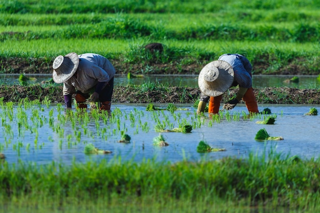 Siembra de arroz-agricultores tirando de plántulas para plantar en el campo