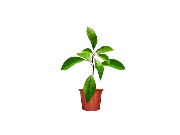 Siembra de camphora officinarum sobre un fondo blanco