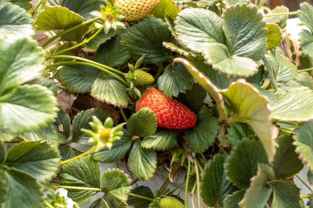 Siembra de fresas cultivadores de fresas que trabajan en invernadero con cosecha