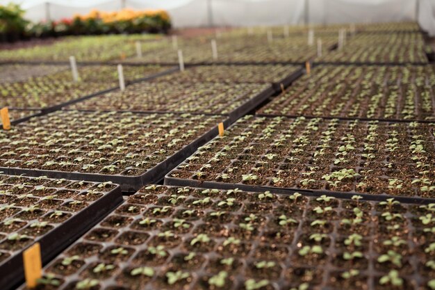 Siembra en invernadero de jardín profesional