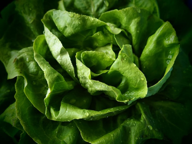 Siembra de lechuga Una hierba anual del género Lechuga de la familia Asteraceae Deliciosas hojas fortificadas Ensalada verde o guarnición Hierbas frescas para una alimentación saludable Lechuga de hoja o lechuga arrepollada