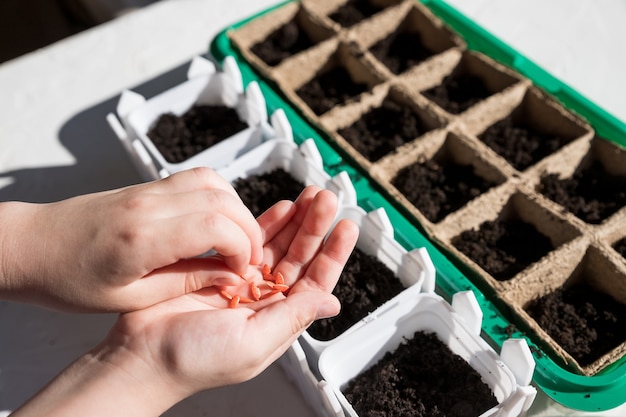 Siembra manual femenina para plantar, Bandeja de vivero Huerto.Jardinería, plantar en casa. niño sembrando semillas en caja de germinación. Plántula temprana, cultivada a partir de semillas en cajas en el alféizar de la ventana.