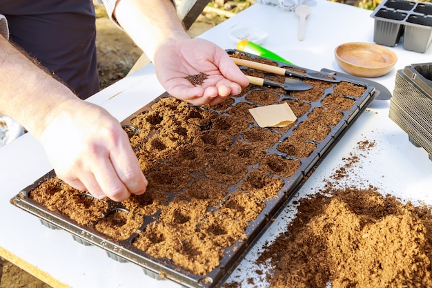 Siembra manual de plantas con semillas en bandeja. Cultivo de plántulas, trasplantes, plantación de hortalizas. concepto de agricultura.