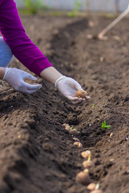 Siembra manual de tubérculos de patata en el suelo Preparación primaveral temprana para la temporada de jardín