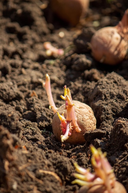 siembra de patatas en la granja de primavera patatas en las manos enfoque selectivo naturaleza