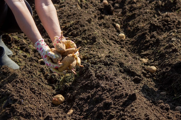 siembra de patatas en la granja de primavera patatas en las manos enfoque selectivo naturaleza
