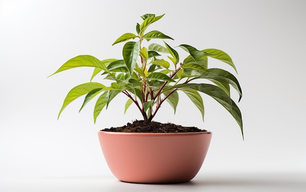 Siembra de una planta de néctarina en un cuenco blanco