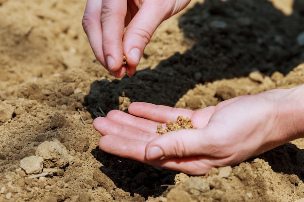 Siembra de semilla en tierra. La mano de la mujer siembra semilla en la tierra. Agricultor aserrado de semillas en el suelo a mano