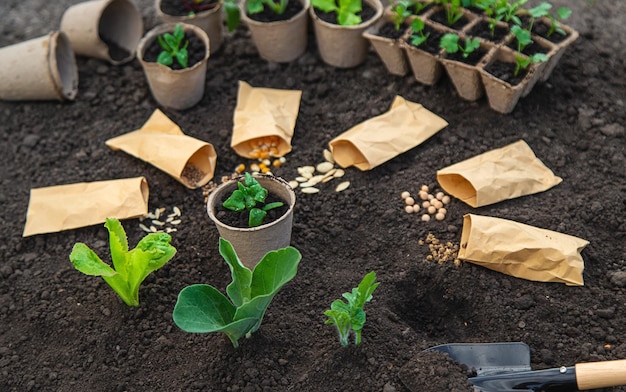 Siembra semillas en el jardín para jardines de rosas enfoque selectivo