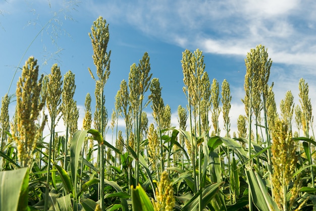 Siembra de sorgo en una mañana soleada