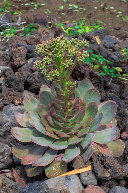 Siempreviva gigante de El Hierro floreciendo