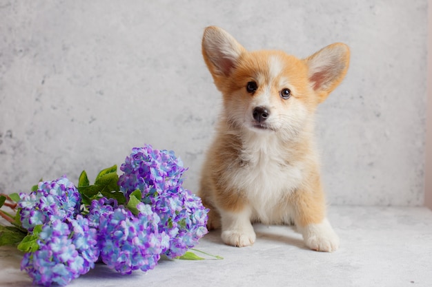 se sienta un cachorro de Corgi