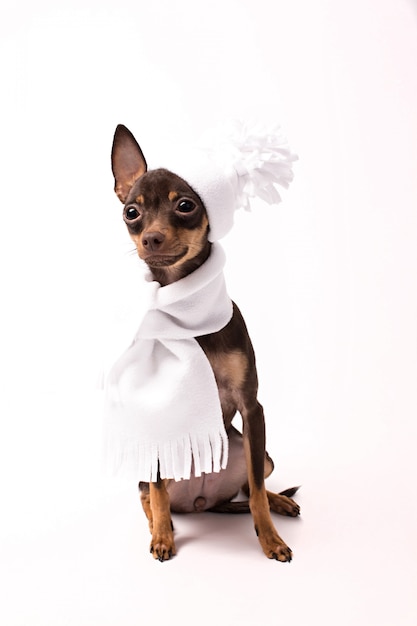 Se sienta un perro con un sombrero blanco y una bufanda