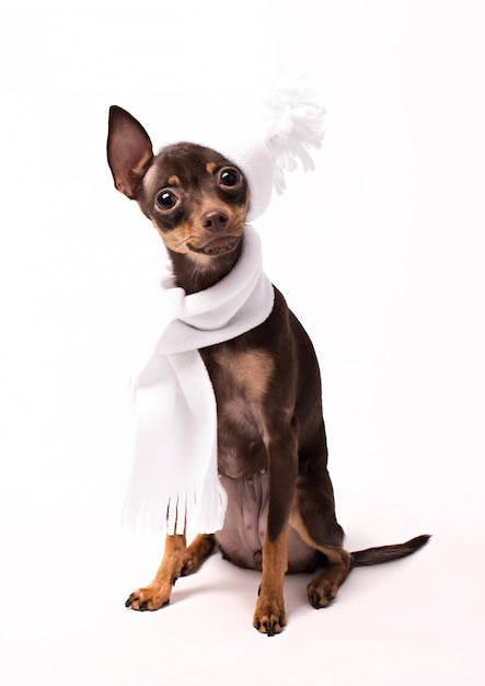 Se sienta un perro con un sombrero blanco y una bufanda