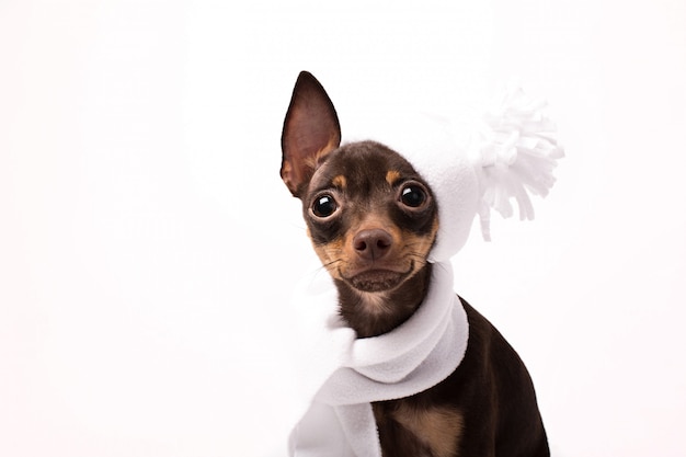 Foto se sienta un perro con un sombrero blanco y una bufanda